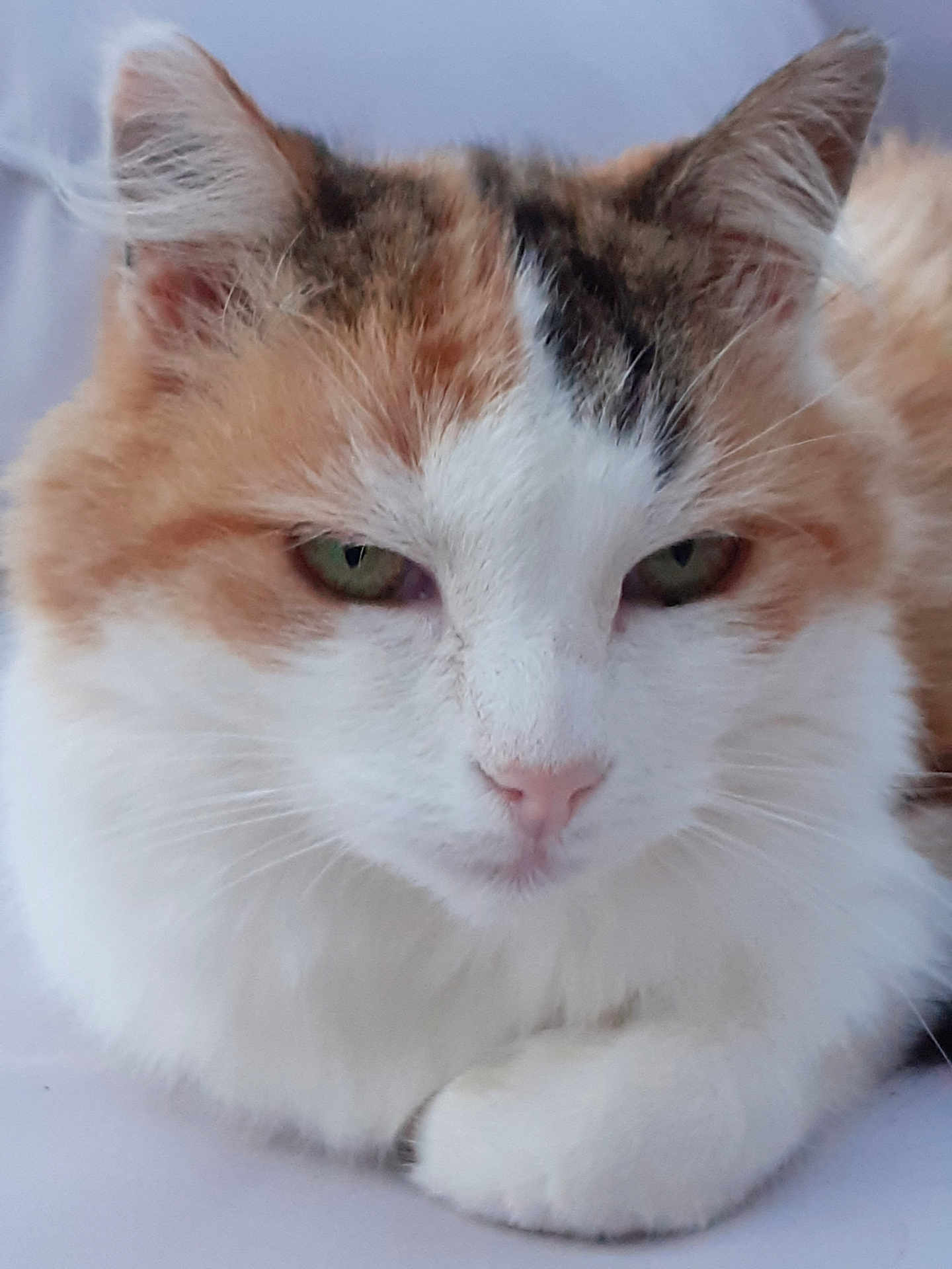 Caramel participe au concours pour gagner de l'argent avec cette photo : cat, calico, close_up, fluffy, resting, paws, fur, green_eyes, animal, pet, cute, whiskers, ears, nose, indoor, soft, relaxed, mammal, portrait, feline