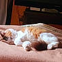 Caramel participe au concours pour gagner de l'argent avec cette photo : cat, sleeping, orange, white, feline, pet, indoor, blanket, cozy, resting, fur, domestic, animal, bedroom, comfort, relaxation, soft, cute, quiet, peaceful