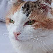 Caramel a rejoint le concours — aidez-le/la à gagner de superbes lots ! cat, calico, close_up, green_eyes, whiskers, fur, pet, animal, portrait, relaxed, domestic_cat, face, ears, nose, indoor, soft_light, feline, cute, closeup, mammal