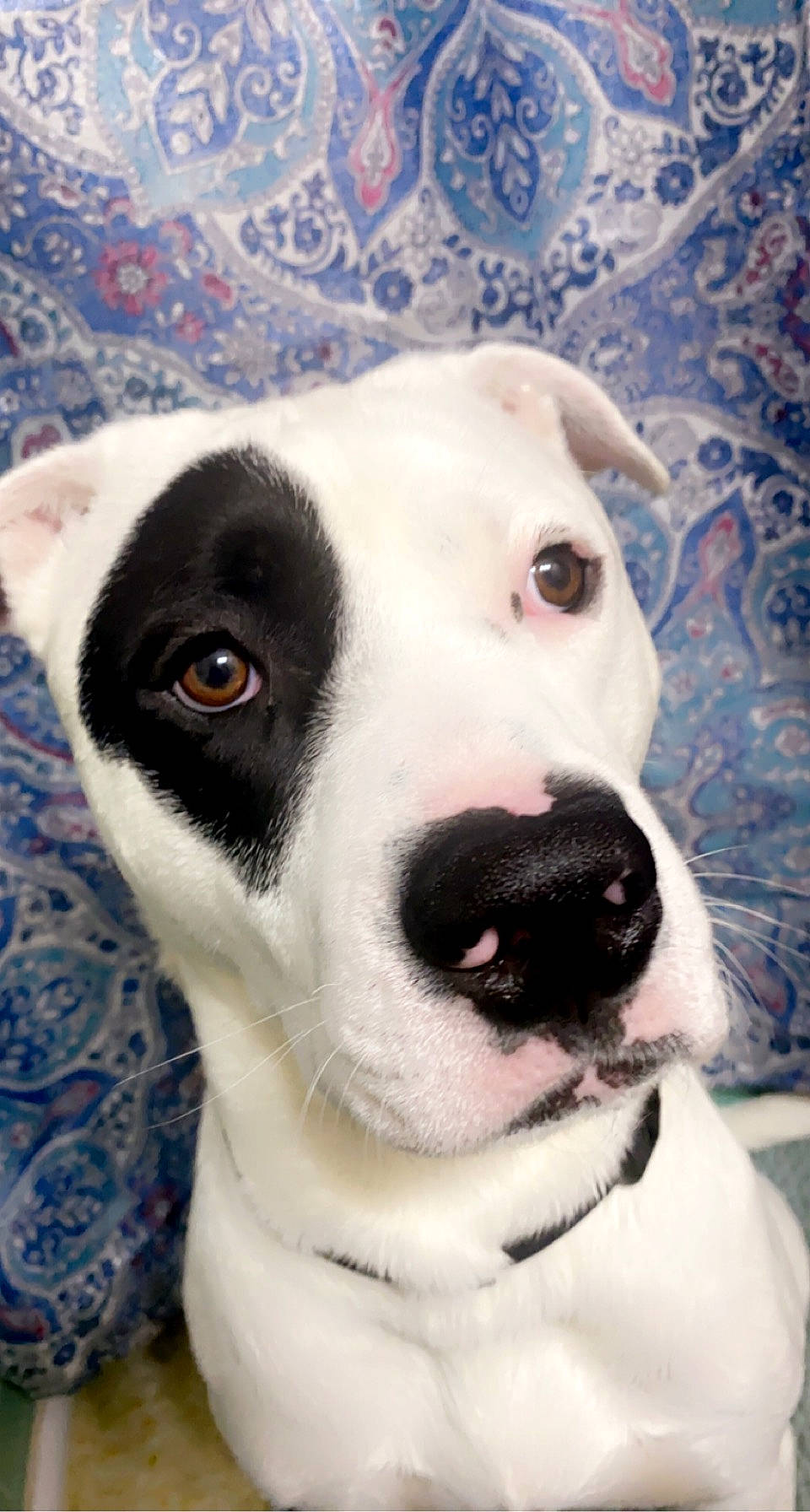 Chapo joined the competition — help win amazing prizes! carnivore, collar, companion_dog, dog, dog_breed, dog_collar, dogo_argentino, door, ear, fawn, fur, mammal, monochrome_photography, no_expression, non_sporting_group, pet_supply, snout, sporting_group, whiskers, working_animal