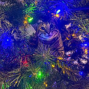 Whiskey joined the competition — help win amazing prizes! cat, tabby_cat, christmas_tree, christmas_lights, colorful_lights, pine_needles, holiday, festive, pet, animal, indoor, green, closeup, curious, cute, feline, nature, decorations, playful, christmas
