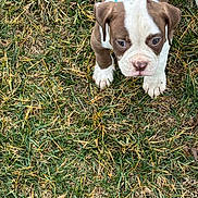 Crowley joined the competition — help win amazing prizes! puppy, dog, grass, outdoor, brown, white, pet, young, cute, animal, canine, floppy_ears, collar, nature, playful, adorable, small, fur, mammal, looking_up