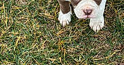 Crowley joined the competition — help win amazing prizes! adorable, animal, brown, canine, collar, cute, dog, floppy_ears, fur, grass, looking_up, mammal, nature, outdoor, pet, playful, puppy, small, white, young