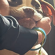 Crowley is registered to the contest to win money with this photo: animal, bracelet, brown, casual, close_up, colorful, cute, dog, ears, fingers, hand, indoor, interaction, light, mouth, person, pet, playful, white, wrist