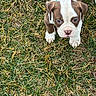 Crowley is registered to the contest to win money with this photo: puppy, dog, grass, outdoor, animal, pet, brown, white, young, cute, collar, fur, nature, playful, canine, small, adorable, looking_up, ears, snout