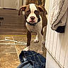 Crowley joined the competition — help win amazing prizes! brown_and_white, clothes, coat, collar, curious, dog, domestic_animal, door, floor, furniture, hallway, hanger, indoor, jeans, looking, pet, puppy, tile_floor, wood_floor, young_dog