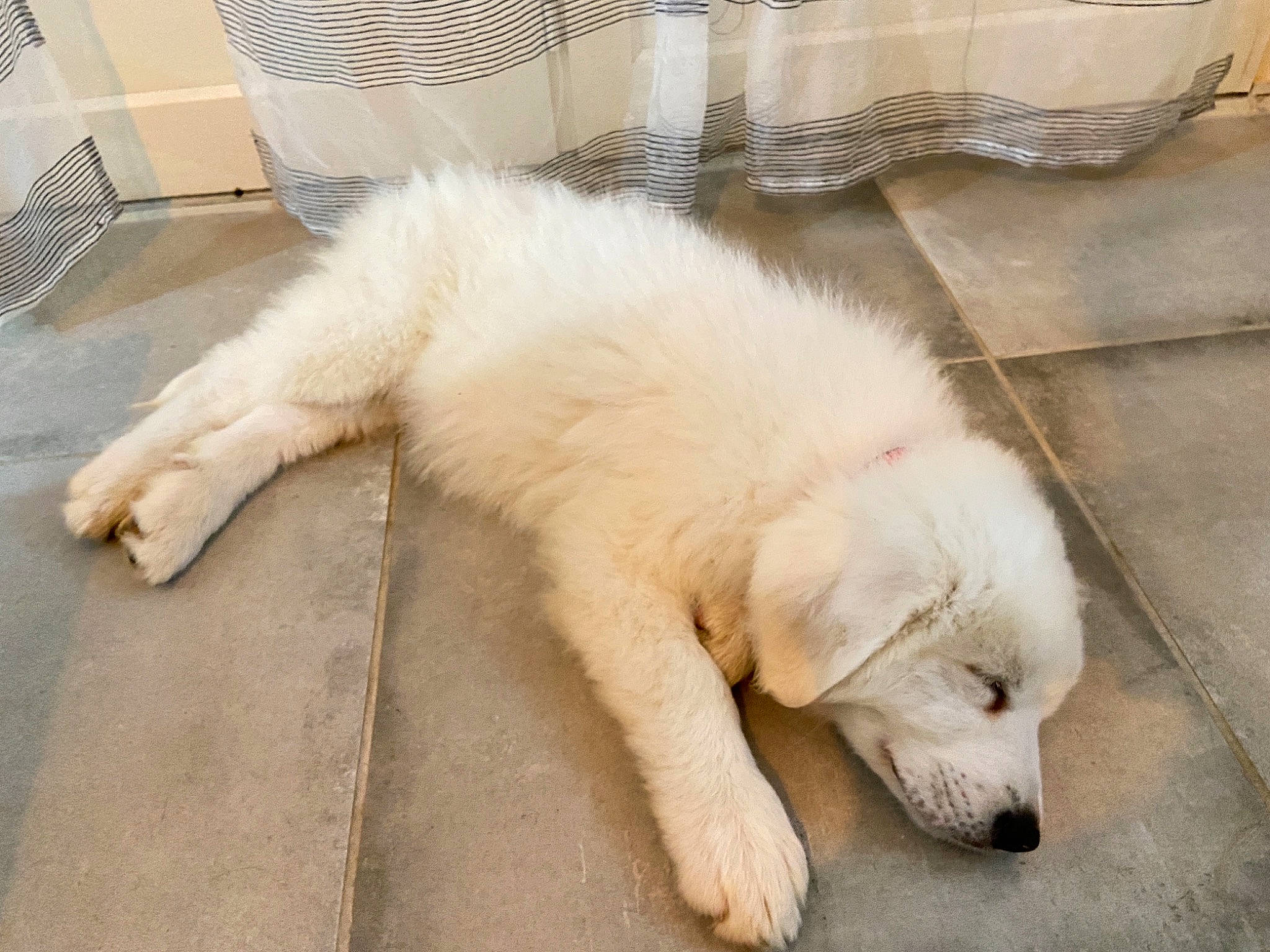 Riley a rejoint le concours — aidez-le/la à gagner de superbes lots ! canidae, carnivore, companion_dog, dog, dog_breed, floor, fur, great_pyrenees, kuvasz, maremma_sheepdog, mesh, polish_tatra_sheepdog, retriever, slovak_cuvac, snout, sporting_group, terrestrial_animal, tile, vertebrate, working_animal