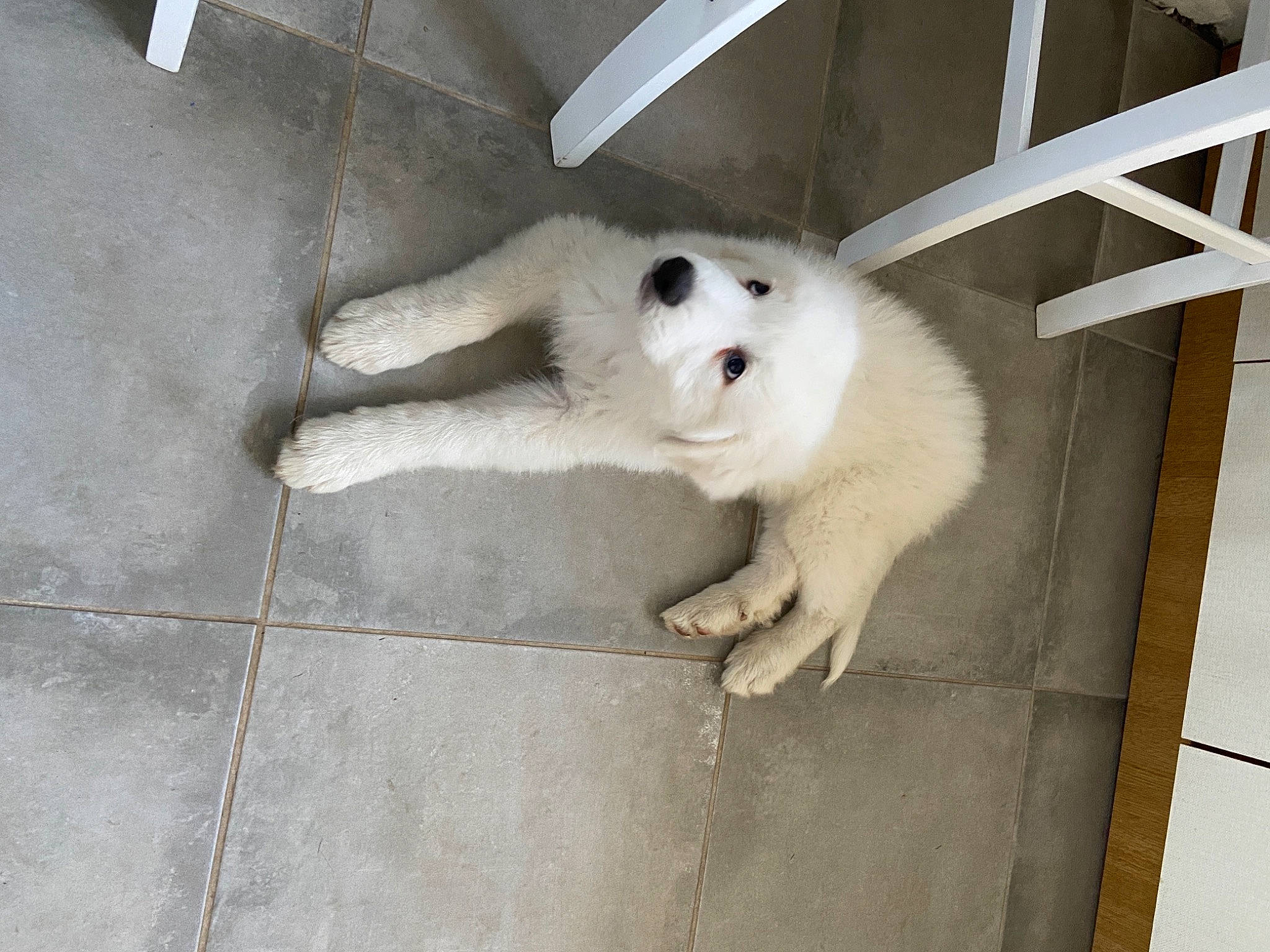 Riley participe au concours pour gagner de l'argent avec cette photo : american_eskimo_dog, ancient_dog_breeds, canidae, carnivore, companion_dog, dog, dog_breed, fur, indian_spitz, japanese_spitz, non_sporting_group, samoyed, snout, spitz, sporting_group, tile, volpino_italiano, working_animal