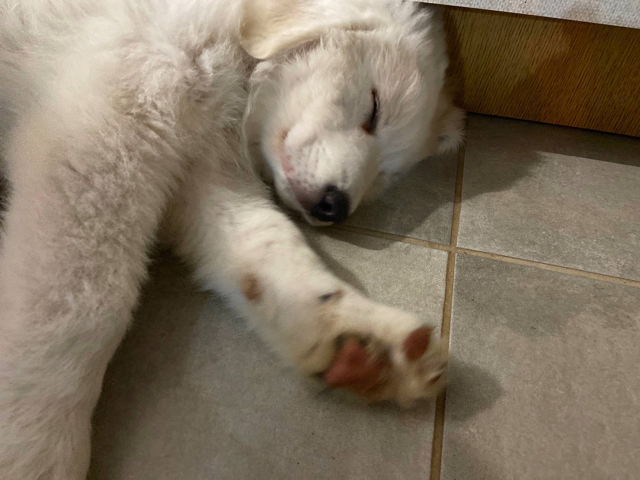 Riley participe au concours pour gagner de l'argent avec cette photo : canidae, carnivore, claw, companion_dog, dog, dog_breed, foot, fur, kuvasz, maremma_sheepdog, paw, polar_bear, snout, sporting_group, terrestrial_animal, tile, tile_flooring, toe, vertebrate, working_animal