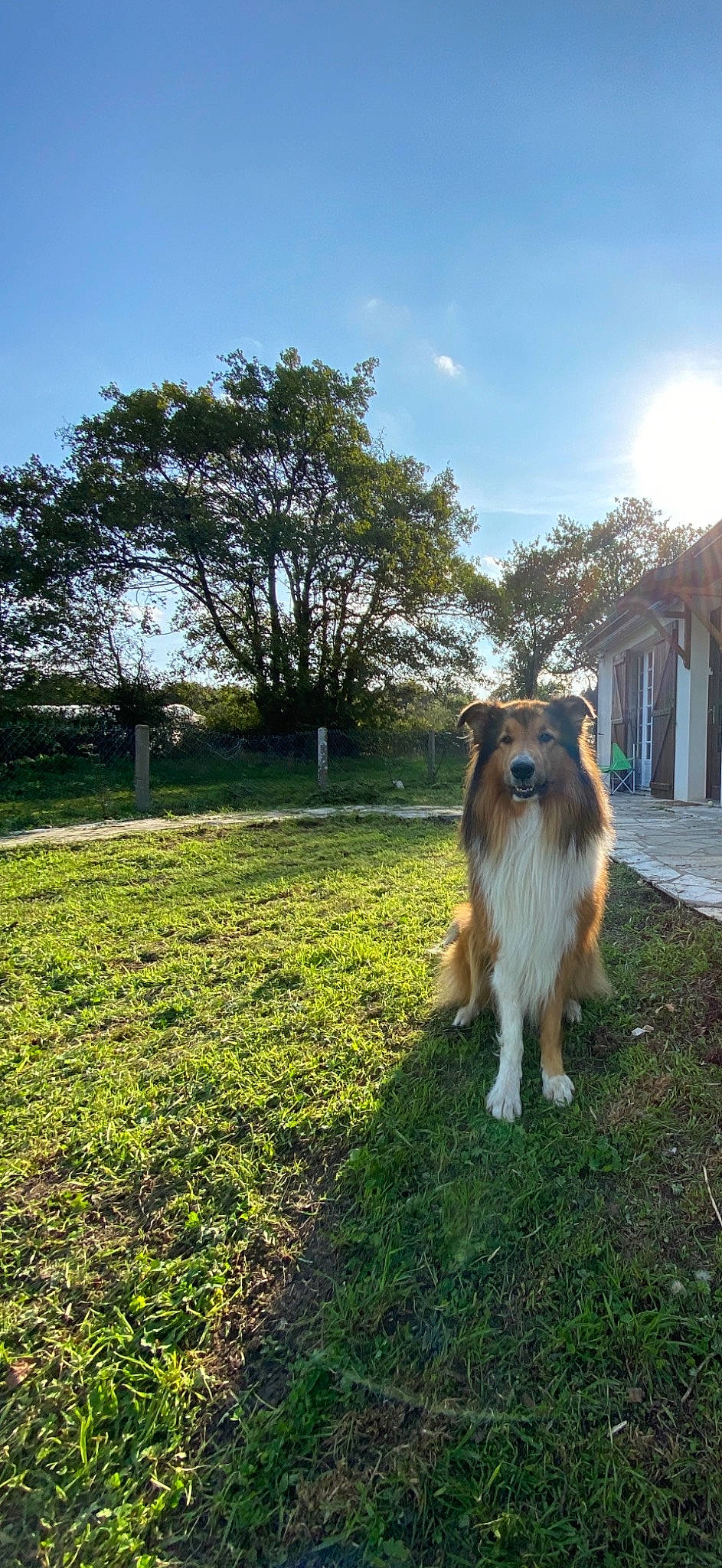 Loocky participe au concours pour gagner de l'argent avec cette photo : canidae, carnivore, collie, companion_dog, dog, dog_breed, fawn, field, fur, herding_dog, lawn, mammal, meadow, pasture, rough_collie, scotch_collie, shetland_sheepdog, sporting_group, working_animal