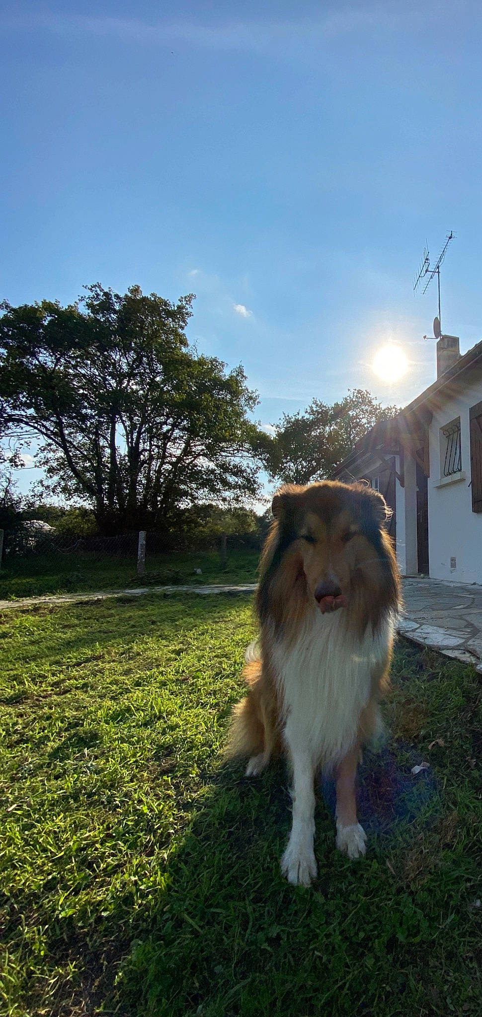 Loocky participe au concours pour gagner de l'argent avec cette photo : canidae, carnivore, collie, companion_dog, dog, dog_breed, field, fur, herding_dog, meadow, pasture, rough_collie, shetland_sheepdog, sporting_group, sunlight, whiskers, working_animal
