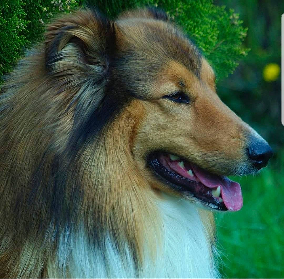 Loocky participe au concours pour gagner de l'argent avec cette photo : canidae, carnivore, collie, dog, dog_breed, fawn, fur, herding_dog, iris, jaw, organ, rough_collie, scotch_collie, shetland_sheepdog, snout, terrestrial_animal, tongue, tooth, vertebrate, whiskers