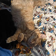 Simba joined the competition — help win amazing prizes! cat, ginger_cat, fluffy_cat, sleeping, lying_on_back, fur, whiskers, paws, tail, bed, blanket, cartoon_print, lanyard, accessory, ear, nose, airpods_case, indoor, cozy, pet