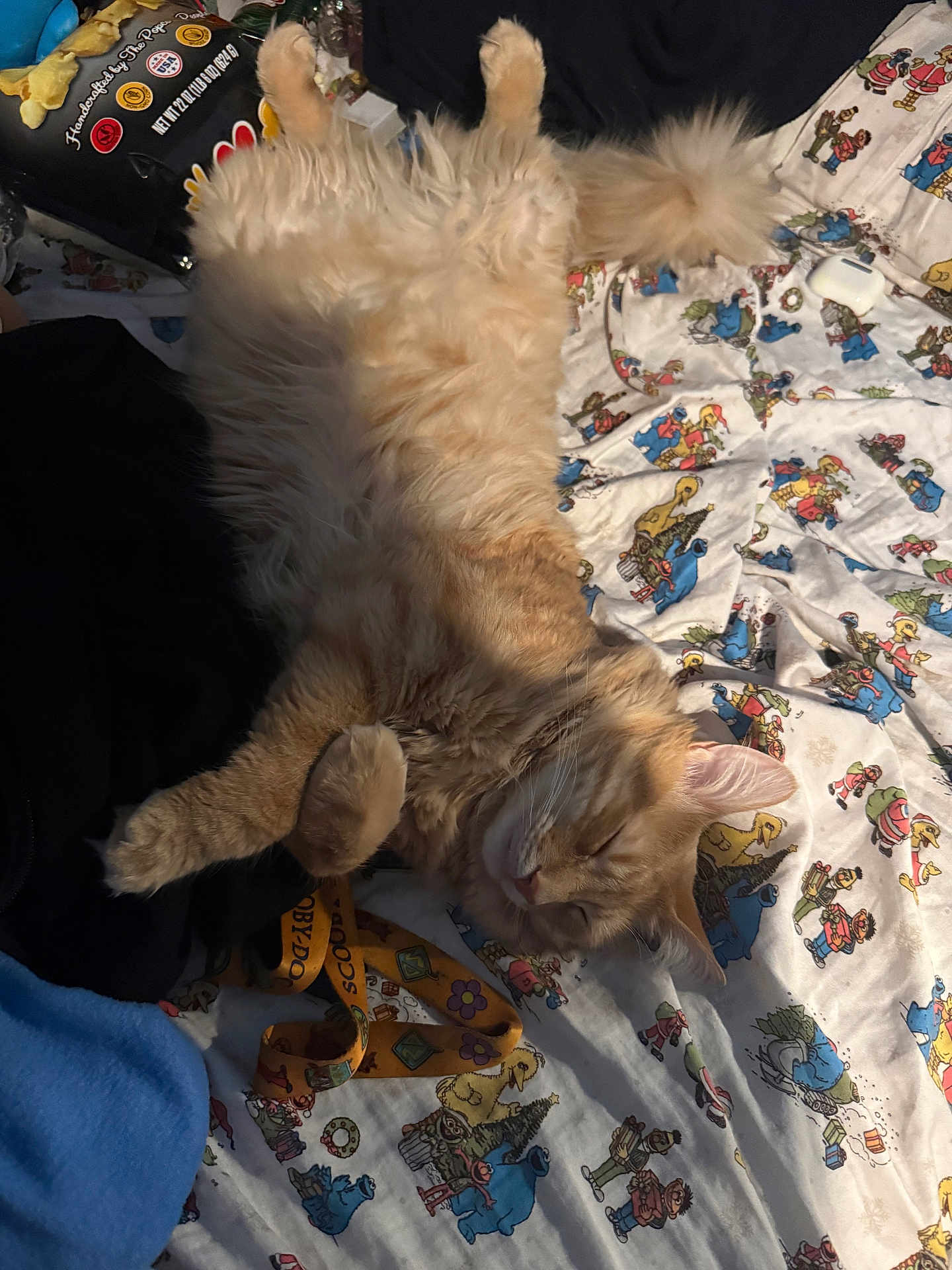 Simba joined the competition — help win amazing prizes! cat, ginger_cat, fluffy_cat, sleeping, lying_on_back, fur, whiskers, paws, tail, bed, blanket, cartoon_print, lanyard, accessory, ear, nose, airpods_case, indoor, cozy, pet