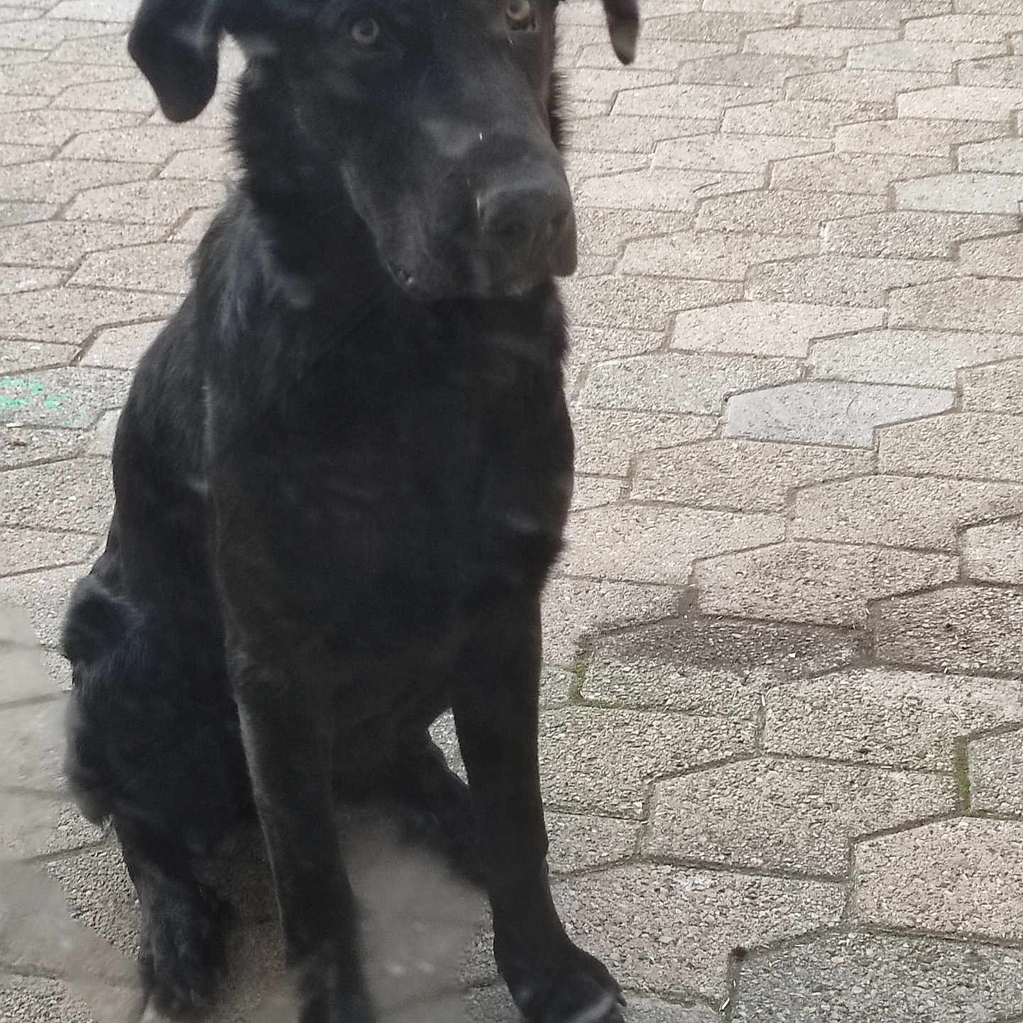 Voyou participe au concours pour gagner de l'argent avec cette photo : accessories, animal, brick, canine, cobblestone, dog, flagstone, hound, labradorretriever, path, pet, pointer, poodle, puppy, road, sidewalk, slate, strap, terrier, walkway