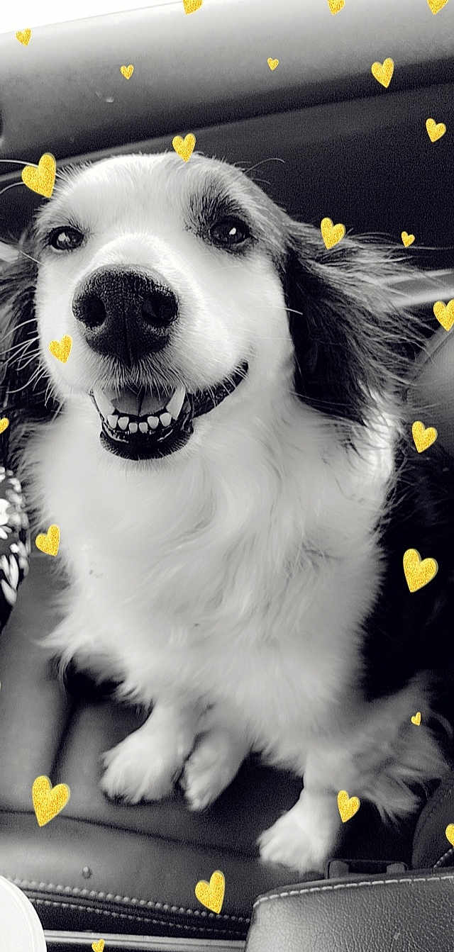 Abbie is registered to the contest to win money with this photo: black, black_and_white, carnivore, companion_dog, dog, dog_breed, fang, fur, happy, mammal, monochrome, monochrome_photography, paw, photograph, smile, snout, style, toy_dog, whiskers, white