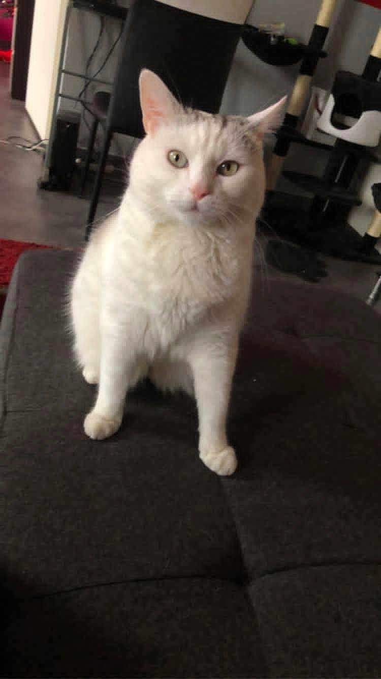 Choupinet participe au concours pour gagner de l'argent avec cette photo : animal, cat, couch, cozy, curious, cute, domestic_cat, ears, eyes, feline, fur, furniture, home, household, indoor, living_room, pet, sitting, whiskers, white_cat