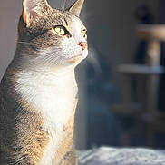 Swan a rejoint le concours — aidez-le/la à gagner de superbes lots ! cat, tabby, pet, animal, feline, whiskers, sunlight, indoor, portrait, closeup, fur, seated, looking_away, domestic_cat, soft_light, relaxed, cozy, household, bed, quiet