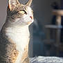 cat, tabby, pet, animal, feline, whiskers, sunlight, indoor, portrait, closeup, fur, seated, looking_away, domestic_cat, soft_light, relaxed, cozy, household, bed, quiet