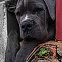 Arkan a rejoint le concours — aidez-le/la à gagner de superbes lots ! animal, brick, canine, closeup, cute, dog, furry, gray, greenery, nature, outdoor, paws, pet, portrait, puppy, resting, sad, stone, texture, young