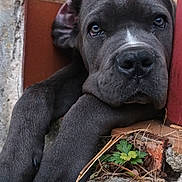 Arkan a rejoint le concours — aidez-le/la à gagner de superbes lots ! animal, background_blur, brick_wall, calm, close_up, cute, dog, expression, face, fur, gray, greenery, muzzle, nature, outdoor, paws, pet, portrait, resting, snout