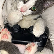 Casper is registered to the contest to win money with this photo: cat, kitten, gray_and_white, paws, pink_pads, video_game_controller, gaming, cute, pet, feline, whiskers, close_up, indoor, cozy, bed_sheets, playful, curious, animal, paw, relaxed