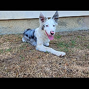 Snow a rejoint le concours — aidez-le/la à gagner de superbes lots ! dog, canine, pet, lying_down, grass, outdoor, happy, tongue_out, ears_up, white_fur, black_spots, nose, playful, wall, dry_grass, summer, animal, companion, friendly, nature