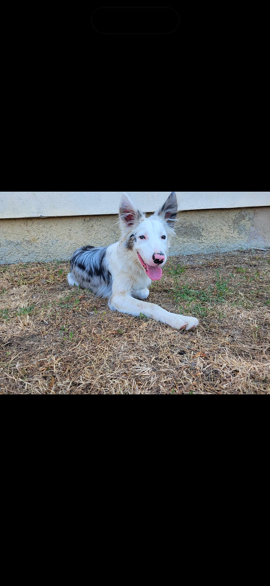 Snow a rejoint le concours — aidez-le/la à gagner de superbes lots ! dog, canine, pet, lying_down, grass, outdoor, happy, tongue_out, ears_up, white_fur, black_spots, nose, playful, wall, dry_grass, summer, animal, companion, friendly, nature