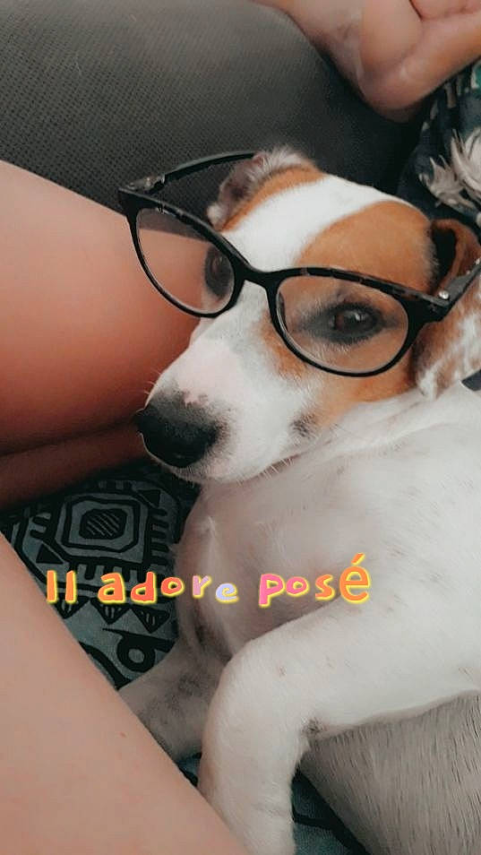 Tyrion a rejoint le concours — aidez-le/la à gagner de superbes lots ! canidae, carnivore, comfort, companion_dog, dog, dog_breed, ear, eyewear, fun, fur, glasses, human_leg, personal_protective_equipment, snout, sporting_group, thigh, vertebrate, vision_care, working_animal