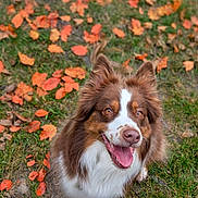 Tina participe au concours pour gagner de l'argent avec cette photo : animal, autumn_leaves, brown, canine, close_up, dog, ears_up, fall, fluffy, fur, grass, ground, happy, nature, outdoor, pet, playful, smiling, tongue_out, white