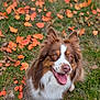 animal, autumn_leaves, brown, canine, close_up, dog, ears_up, fall, fluffy, fur, grass, ground, happy, nature, outdoor, pet, playful, smiling, tongue_out, white