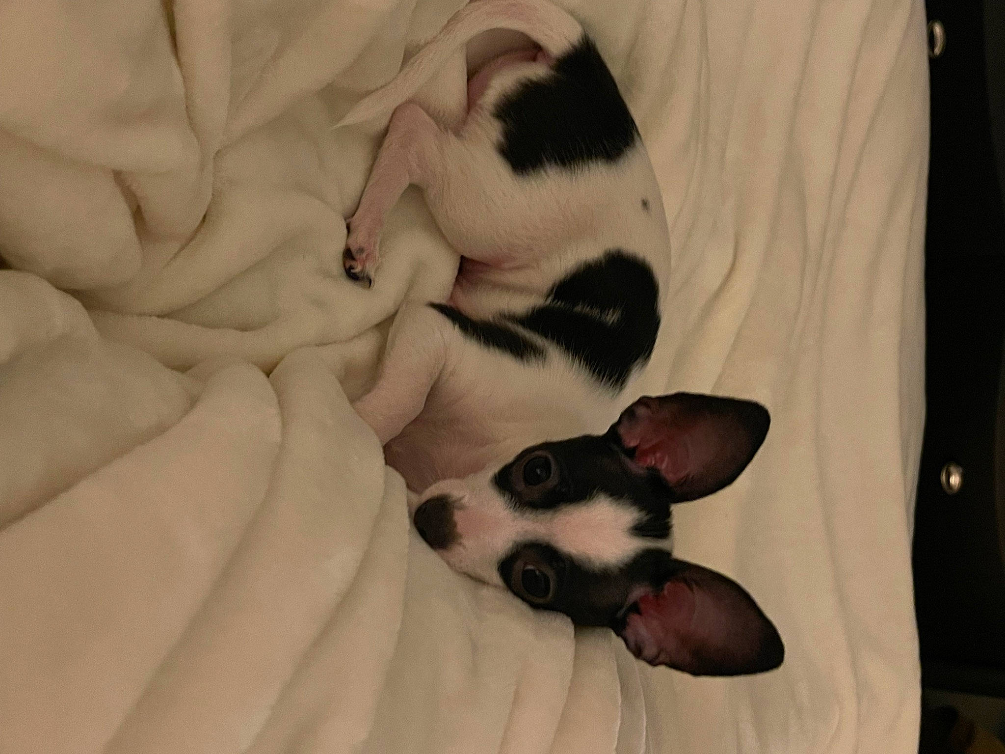 Opal is registered to the contest to win money with this photo: canidae, carnivore, cat, comfort, companion_dog, dog_breed, fawn, felidae, fur, linens, nap, paw, sleep, small_to_medium_sized_cats, snout, sporting_group, tail, toy_dog, whiskers, working_animal