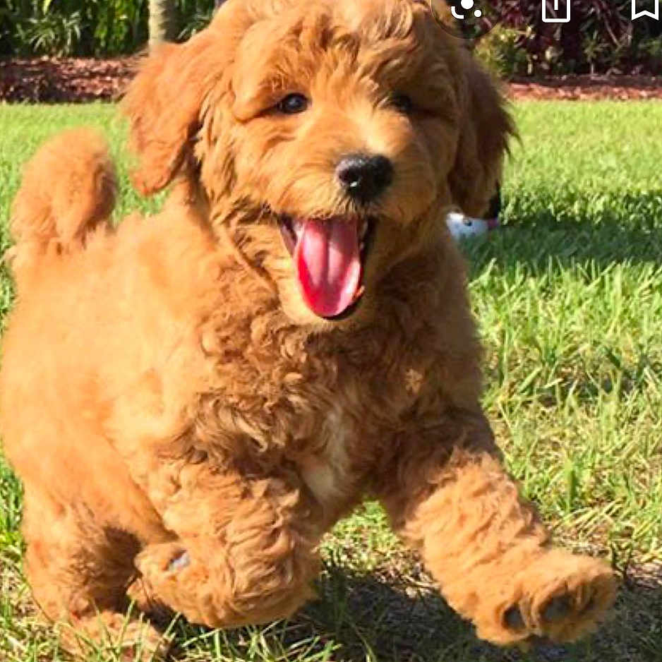 Scrappy