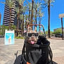 Smokee is registered to the contest to win money with this photo: dog, french_bulldog, sunglasses, stroller, urban, sidewalk, palm_trees, blue_sky, sunny, daytime, tongue_out, pet, outdoor, happy, city, building, shade, retail_sign, vehicle, leisure