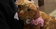 Thor is registered to the contest to win money with this photo: cat, ginger_cat, pet, indoor, person, hand, scrunchie, furniture, floor, warm_lighting, closeup, comfort, affection, animal, domestic, cozy, portrait, face, whiskers, cuddle