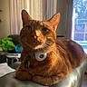 cat, ginger_cat, pet, indoor, sunlight, leather, furniture, curtains, relaxed, closeup, whiskers, collar, tag, window, daylight, domestic_animal, ears, face, resting, home