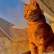 Thor is registered to the contest to win money with this photo: cat, orange_tabby, windowsill, sunlight, window_screen, indoor, pet, feline, looking_outside, domestic_cat, house, window, daylight, fur, whiskers, collar, reflection, closeup, animal, side_view