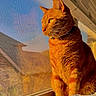 cat, orange_tabby, windowsill, sunlight, window_screen, indoor, pet, feline, looking_outside, domestic_cat, house, window, daylight, fur, whiskers, collar, reflection, closeup, animal, side_view