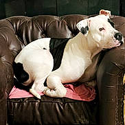 Machito Dooney Metts is registered to the contest to win money with this photo: dog, black_and_white, lounge, armchair, leather, pet, indoor, relaxed, seated, canine, fur, pink_cloth, closeup, companion, domestic_animal, resting, household, animal, side_view, quiet
