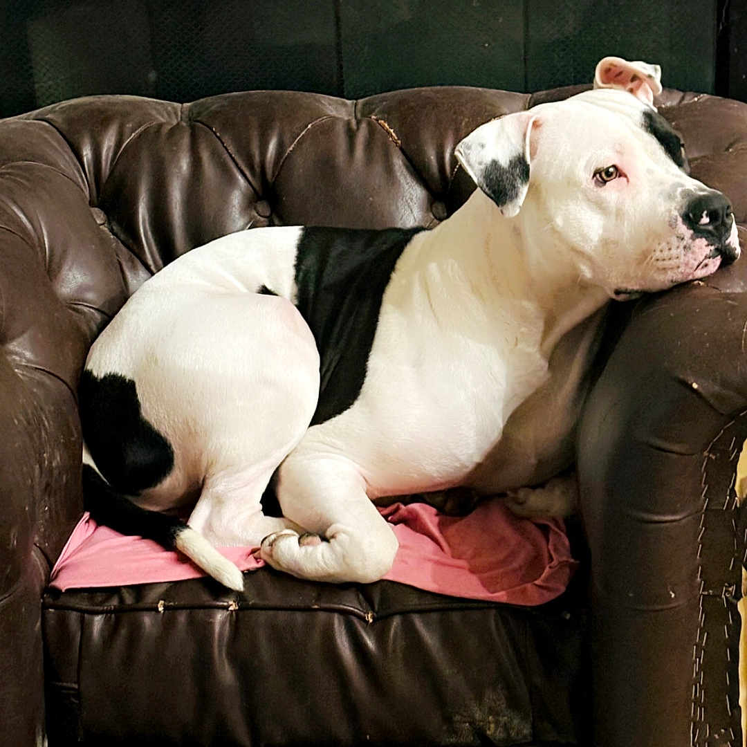 Machito Dooney Metts is registered to the contest to win money with this photo: animal, armchair, black_and_white, canine, closeup, companion, dog, domestic_animal, fur, household, indoor, leather, lounge, pet, pink_cloth, quiet, relaxed, resting, seated, side_view