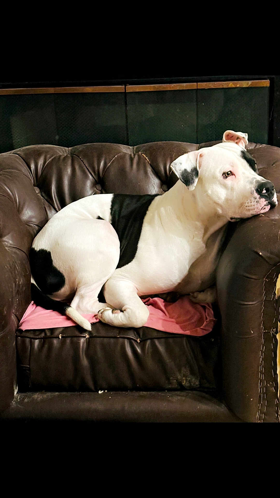 Machito Dooney Metts is registered to the contest to win money with this photo: dog, black_and_white, lounge, armchair, leather, pet, indoor, relaxed, seated, canine, fur, pink_cloth, closeup, companion, domestic_animal, resting, household, animal, side_view, quiet