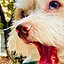 Luna is registered to the contest to win money with this photo: dog, close_up, tongue_out, happy, fluffy, pet, animal, mouth_open, outdoor, nature, fur, cute, canine, portrait, playful, nose, whiskers, collar, expression, smiling