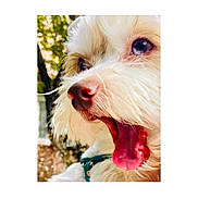 Luna is registered to the contest to win money with this photo: dog, close_up, fluffy, tongue_out, mouth_open, cute, pet, animal, outdoor, nature, fur, nose, eye, portrait, happy, whiskers, canine, playful, expression, daylight