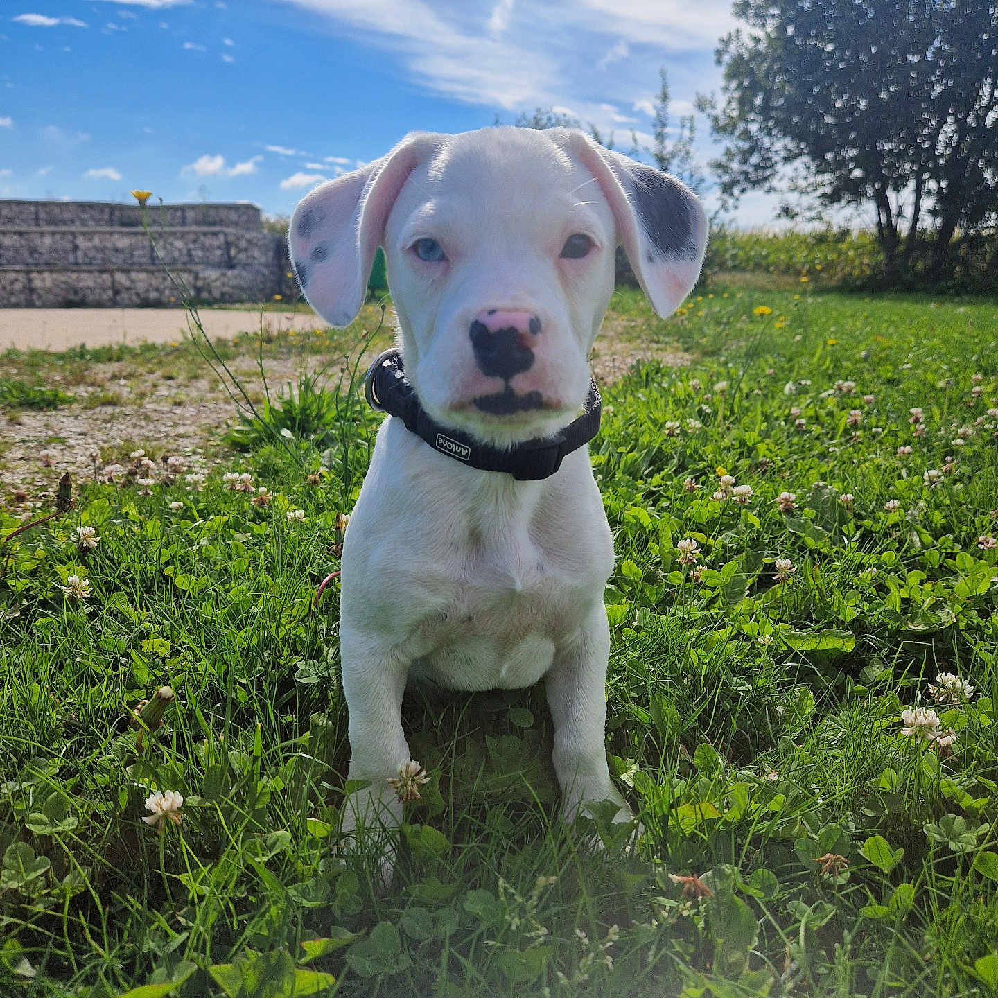 Bay a rejoint le concours — aidez-le/la à gagner de superbes lots ! animal, bulldog, canine, countryside, dog, field, flower, grass, grassland, hound, labradorretriever, lawn, meadow, nature, outdoors, pet, pitbull, plant, puppy, rural