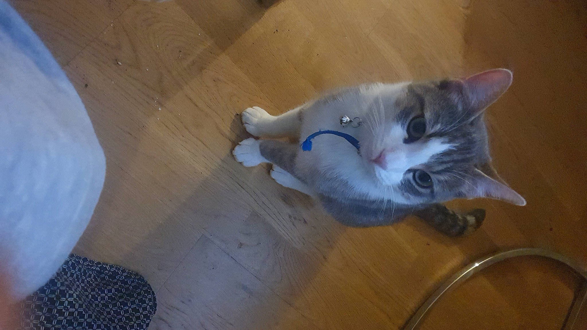 Minouch participe au concours pour gagner de l'argent avec cette photo : carnivore, cat, ceiling, domestic_short_haired_cat, electric_blue, felidae, floor, flooring, fur, hardwood, laminate_flooring, paw, small_to_medium_sized_cats, tail, varnish, whiskers, wood, wood_flooring, wood_stain