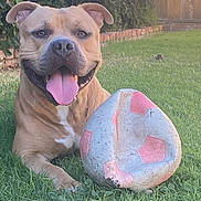 Face joined the competition — help win amazing prizes! dog, grass, soccer_ball, outdoor, pet, animal, happy, tongue_out, playful, brown_dog, chewed_toy, fence, greenery, sunlight, smiling, close_up, canine, pet_play, summer, yard