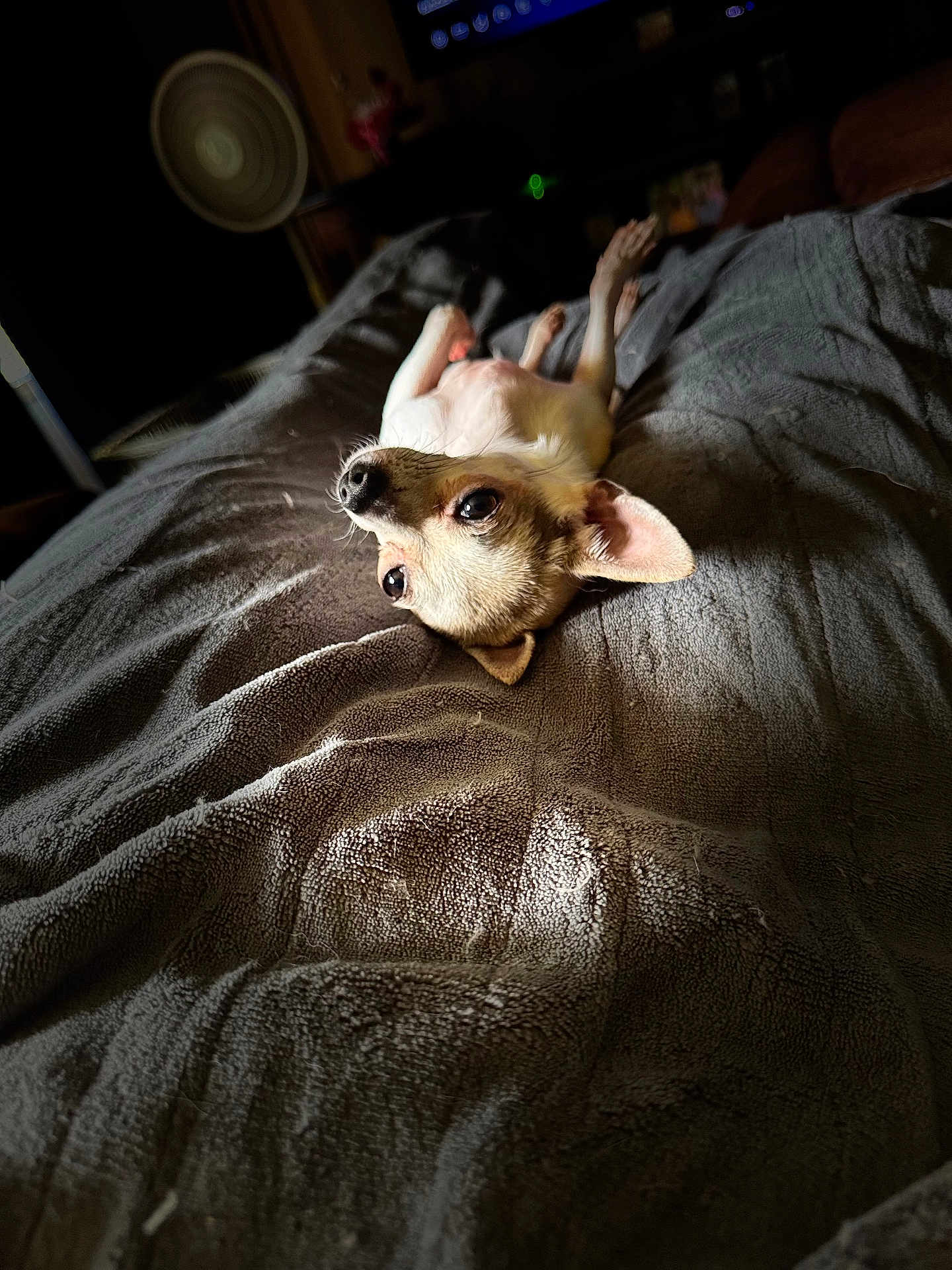 Lucy