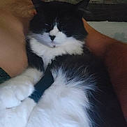 Ragnar a rejoint le concours — aidez-le/la à gagner de superbes lots ! cat, black_and_white, pet, feline, animal, fur, whiskers, sleepy, resting, close_up, indoor, human_arm, holding, comfort, relaxation, texture, wall, home, cozy, companion