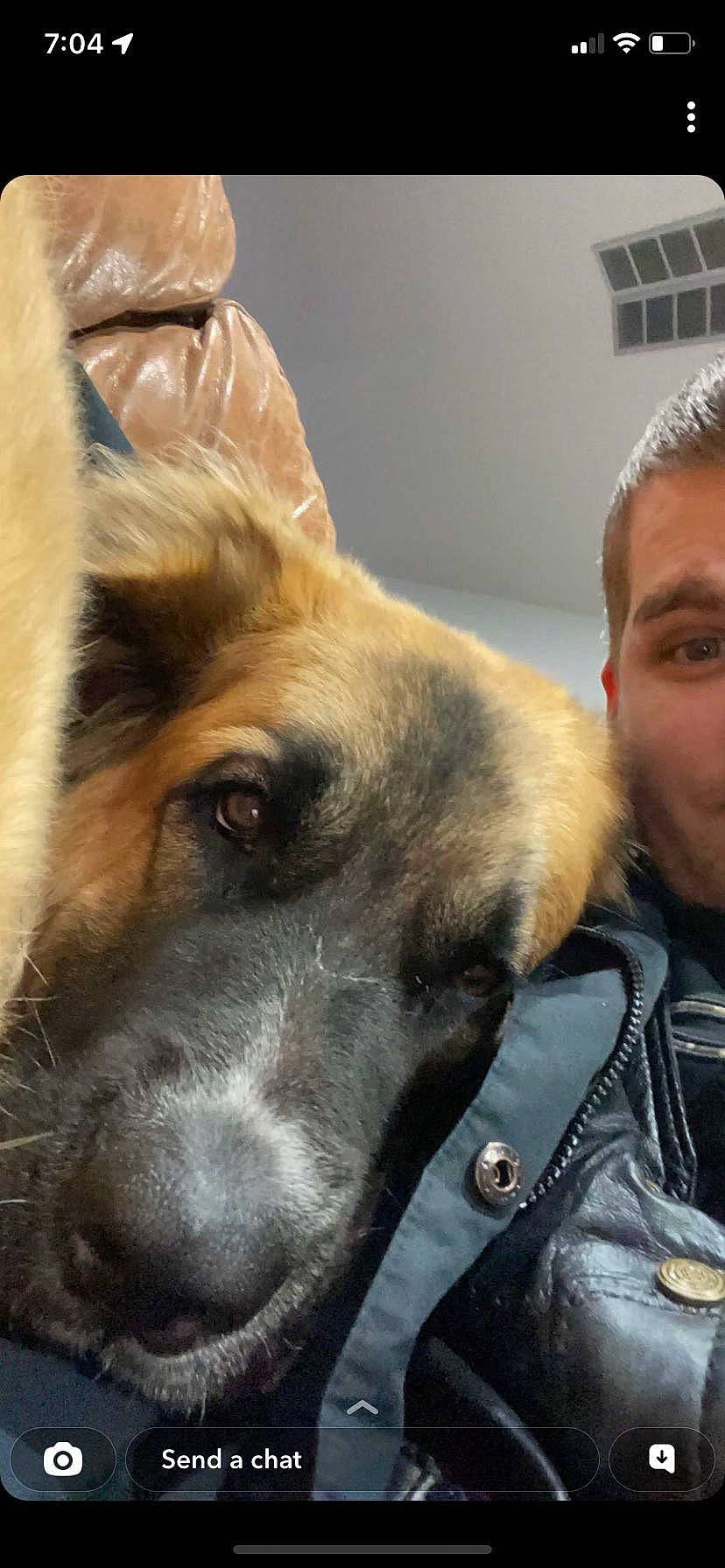 Husker joined the competition — help win amazing prizes! canidae, carnivore, collar, companion_dog, dog, dog_breed, ear, fawn, fur, german_shepherd_dog, giant_dog_breed, guard_dog, jaw, selfie, snout, sporting_group, street_dog, whiskers, window, working_dog