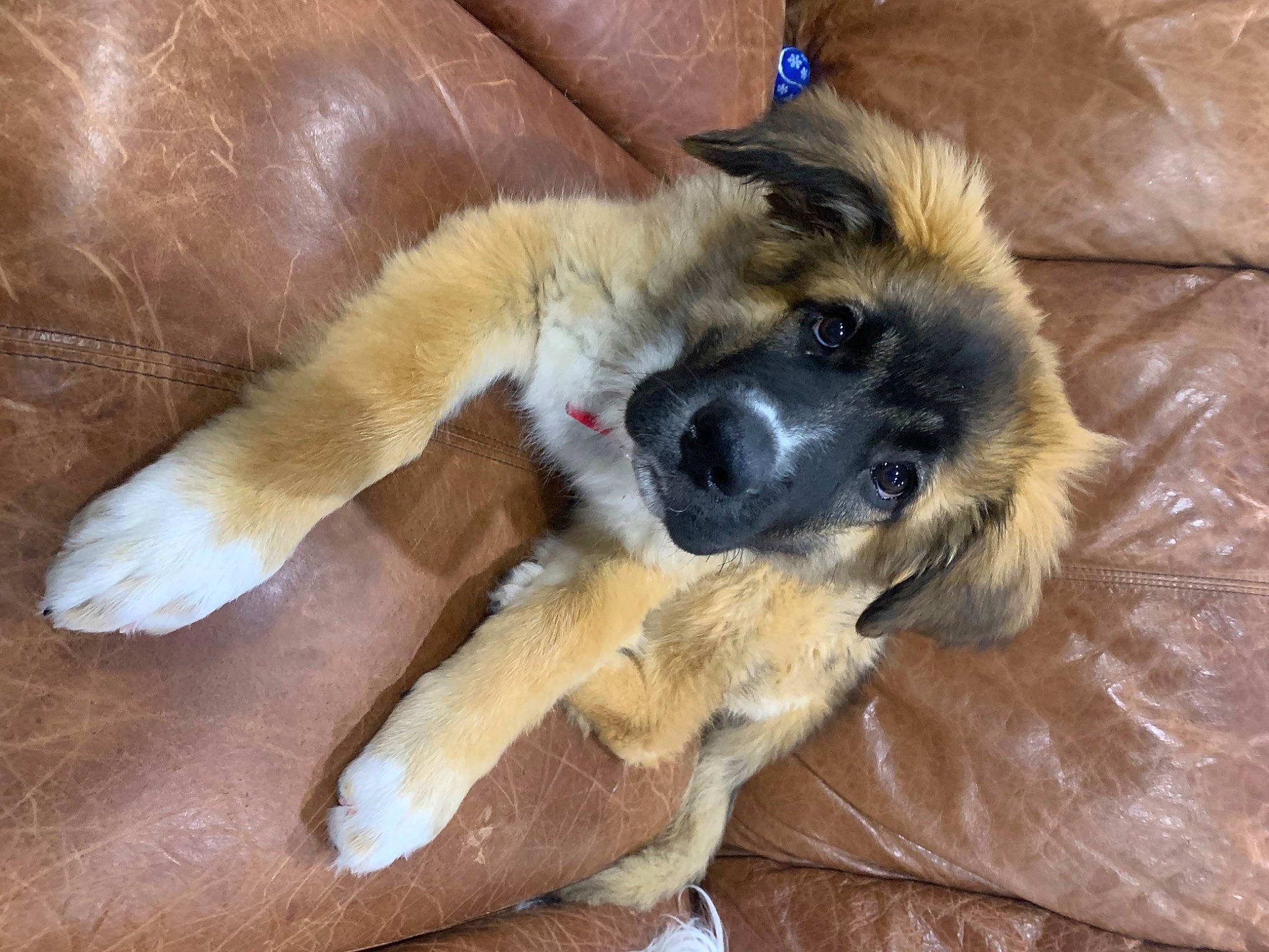 Husker is registered to the contest to win money with this photo: balance, carnivore, companion_dog, dog, dog_breed, estrela_mountain_dog, fawn, fur, paw, tail, working_animal